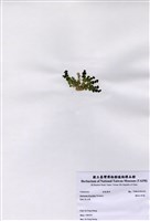 藏品(盤狀仙掌藻)的圖片